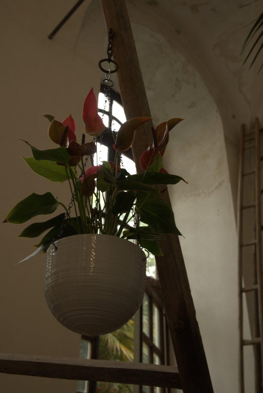 A hanging anthurium beneath an arched window
