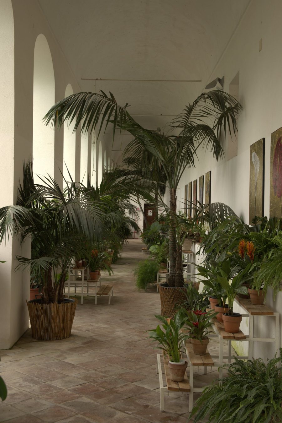 An arched corridor lined with palms and potted plants