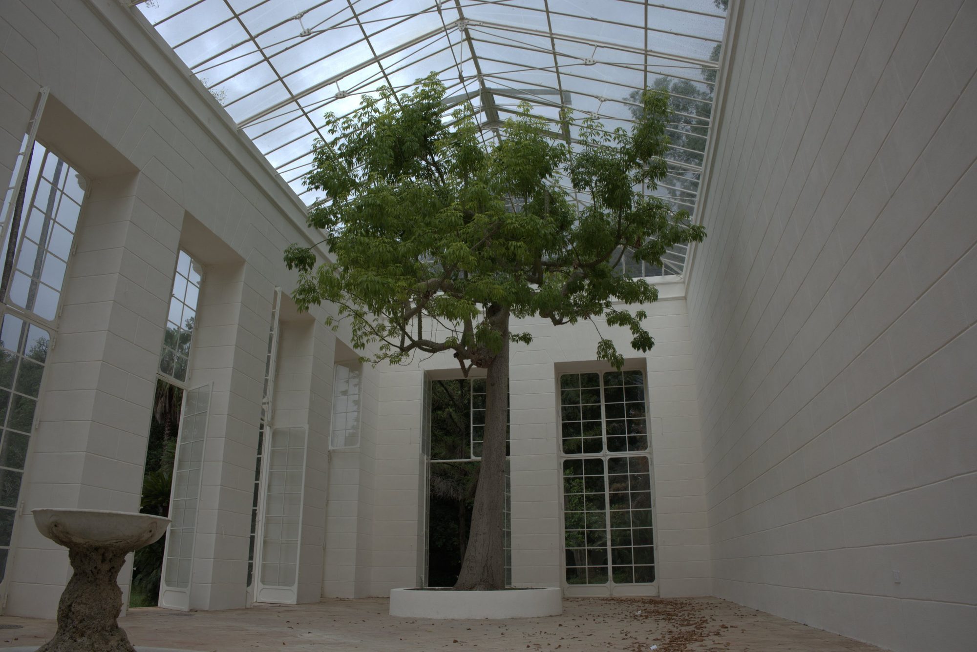 A tree growing inside a sunlit white glasshouse