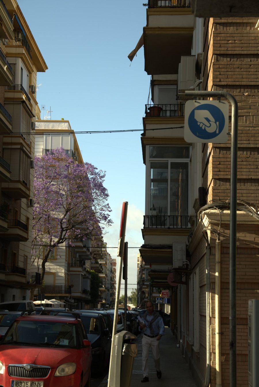 A jacaranda tree in full purple bloom on a sunlit street
