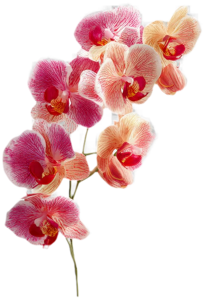 A spray of pink and apricot orchids